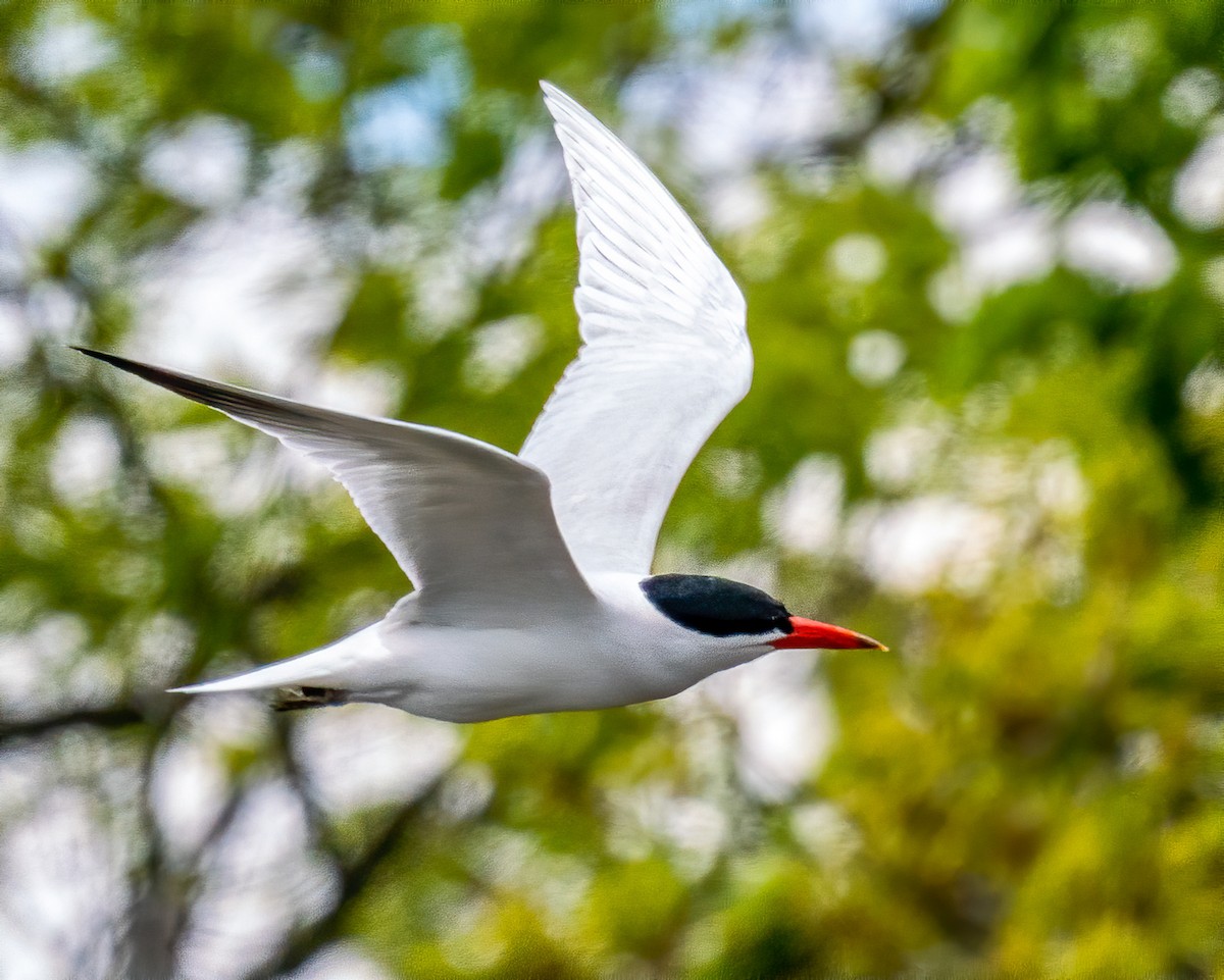 Caspian Tern - George McKeon