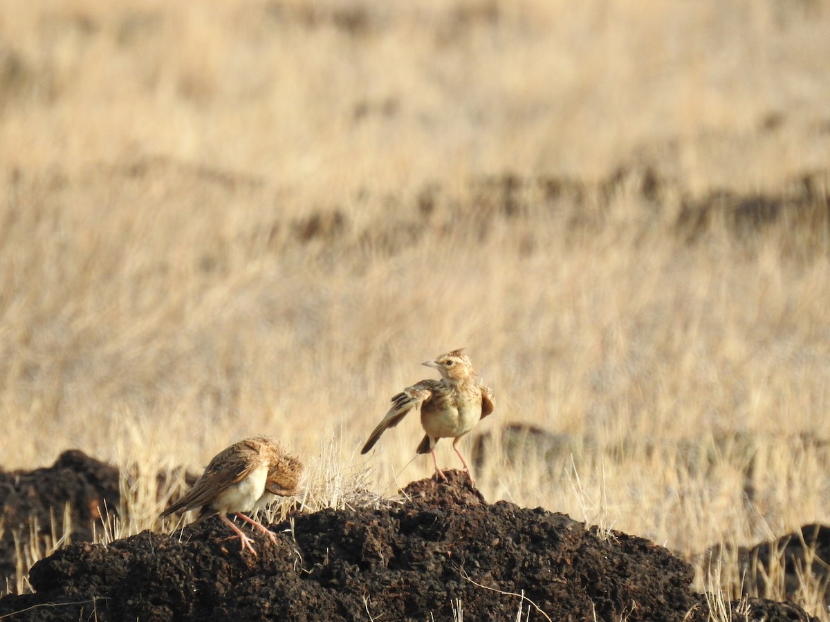 Malabar Lark - ML232746171