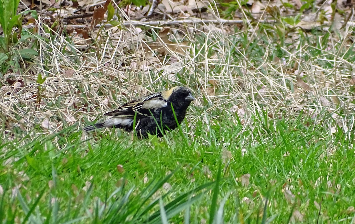 Bobolink - ML232746751