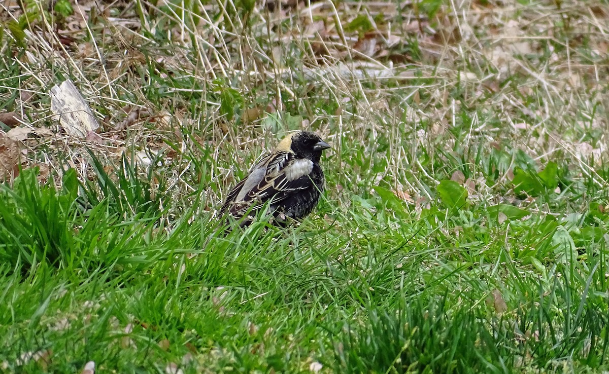 Bobolink - Amy Simmons