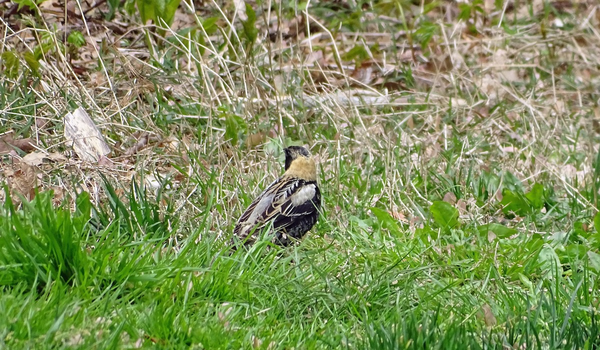 Bobolink - ML232746801