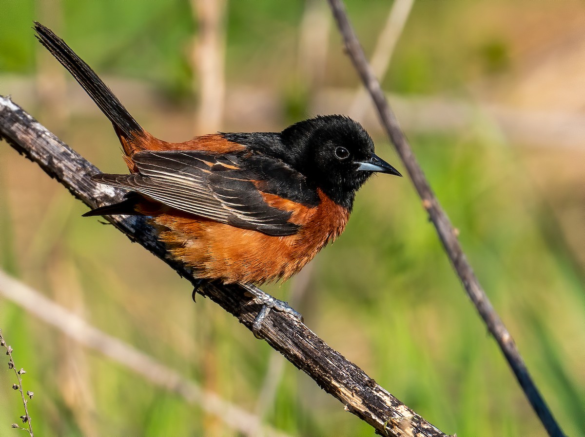 Orchard Oriole - George McKeon