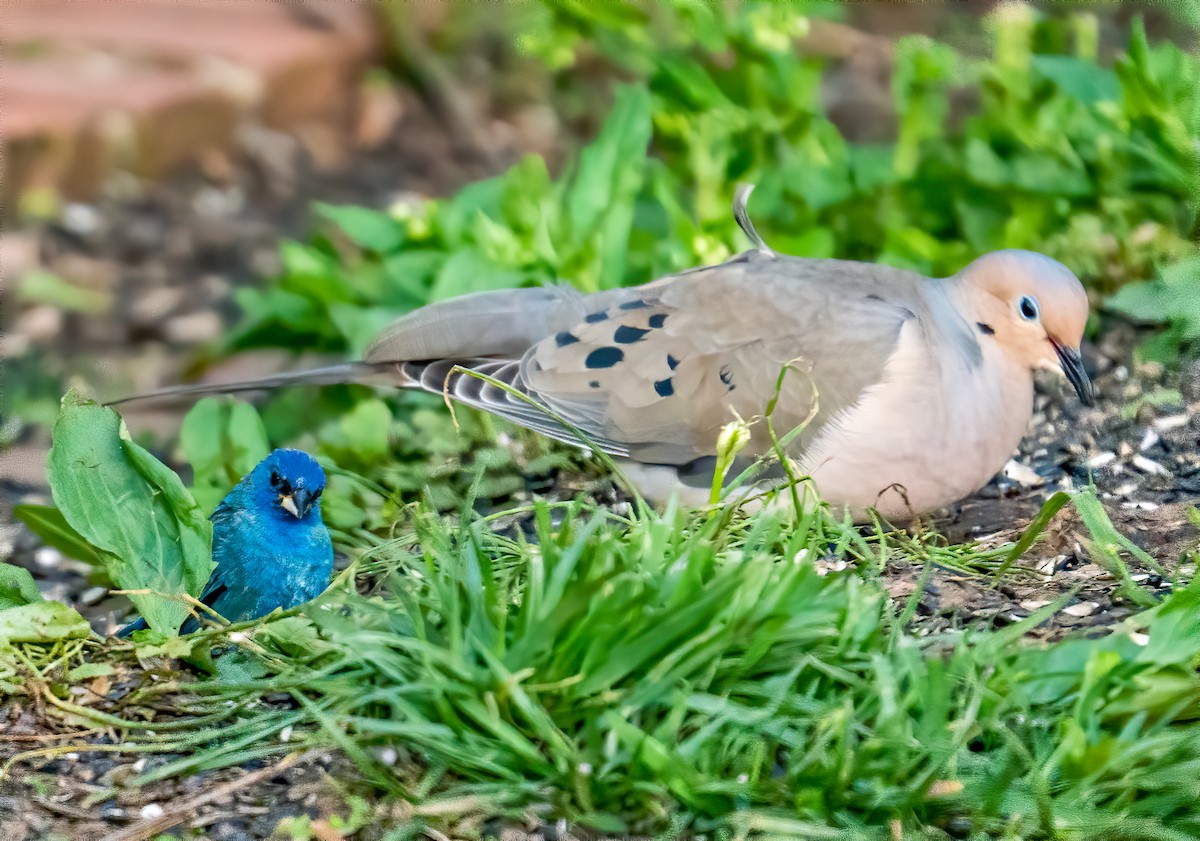 Indigo Bunting - George McKeon