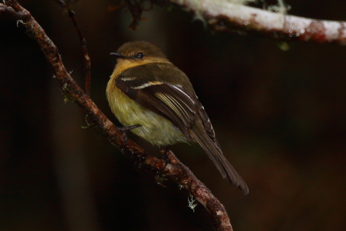 Ochraceous-breasted Flycatcher - Fabio Olmos