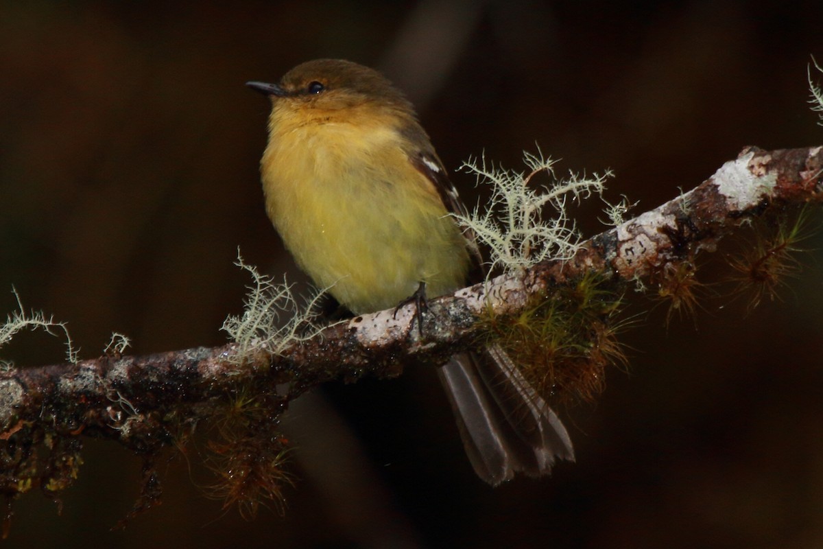 Ochraceous-breasted Flycatcher - Fabio Olmos