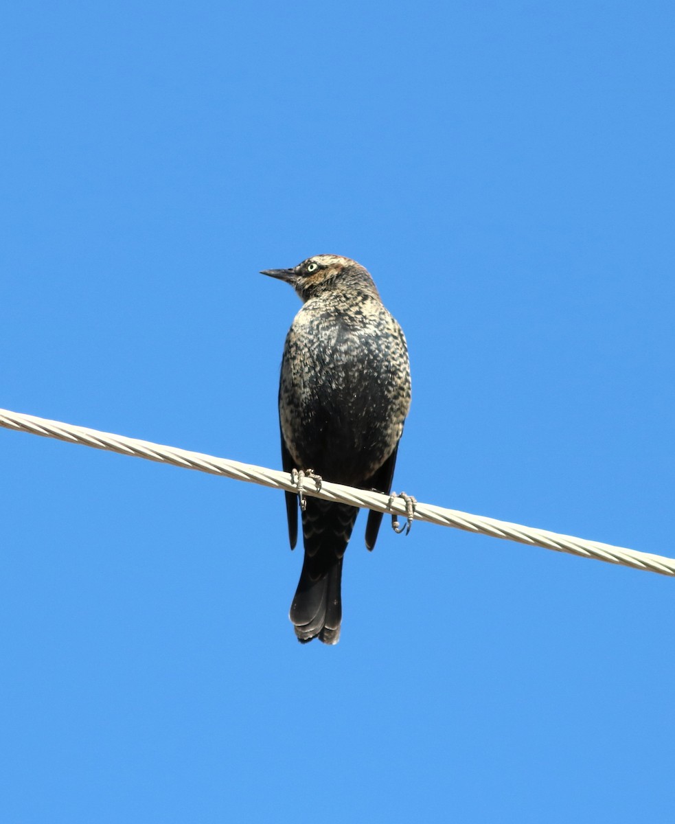 Rusty Blackbird - ML23275001