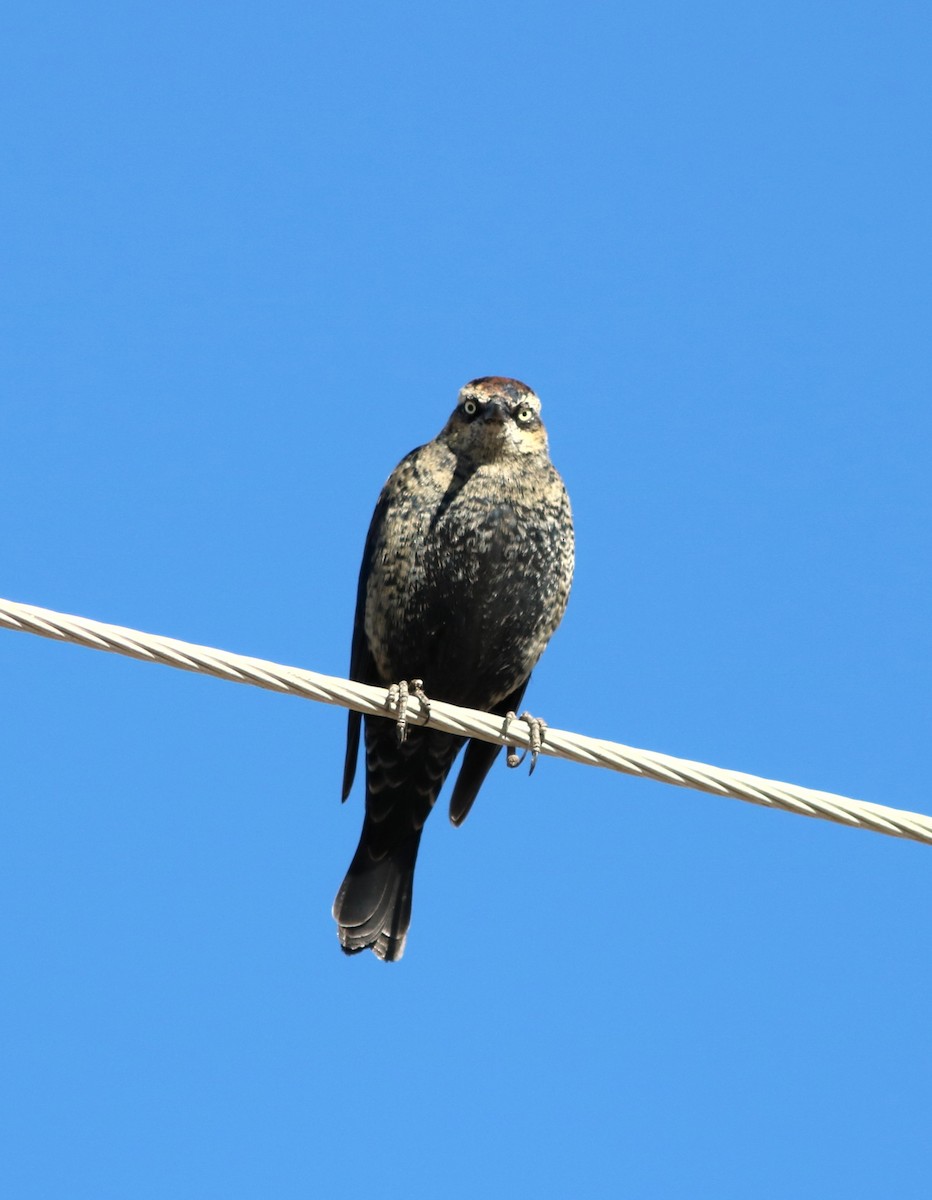 Rusty Blackbird - ML23275021
