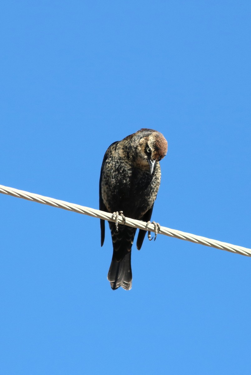 Rusty Blackbird - ML23275061