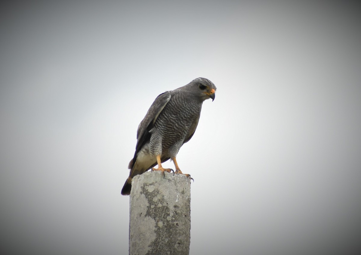 Gray Hawk - ML232750901