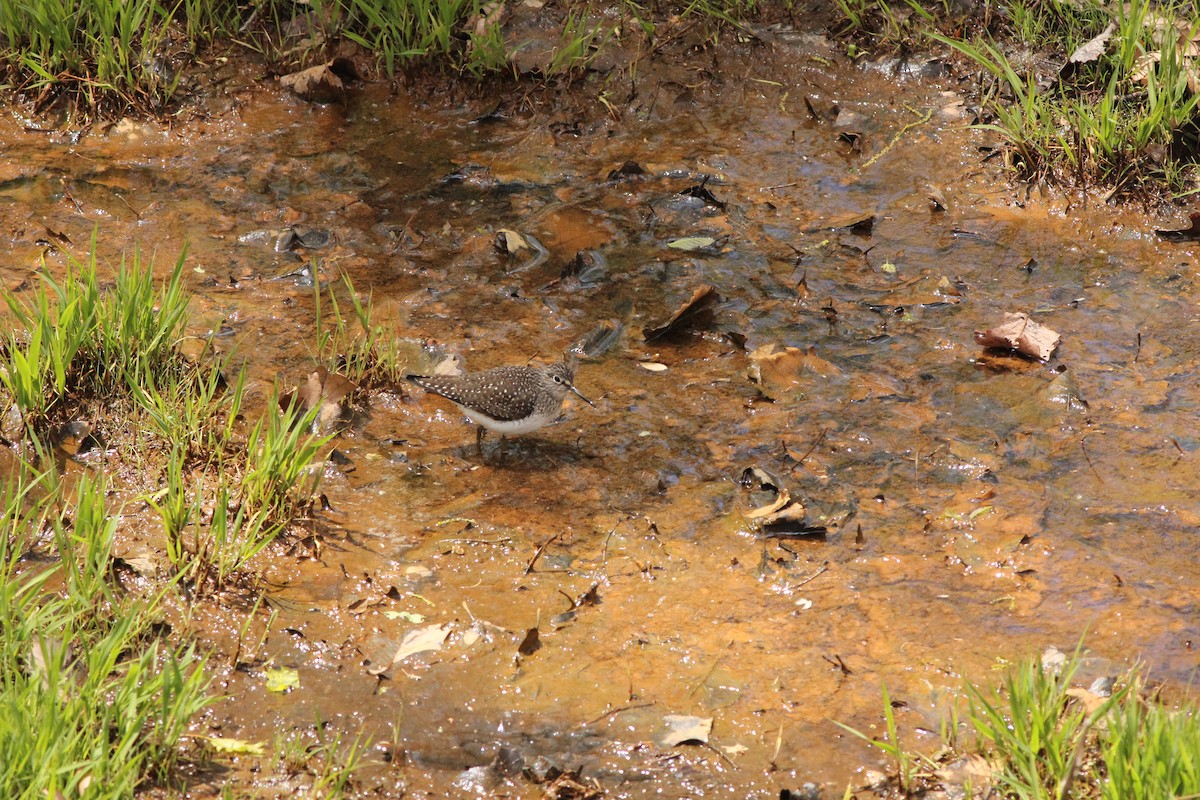 Solitary Sandpiper - ML232751081