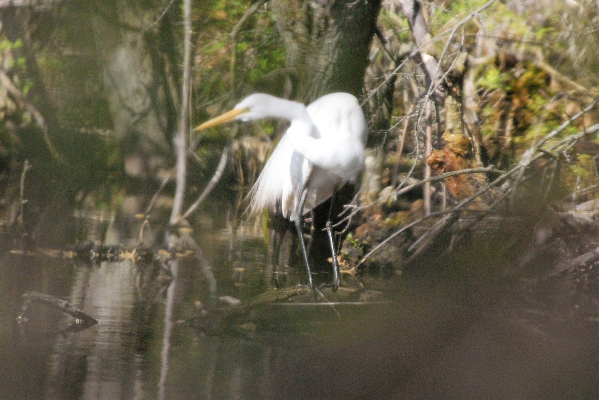 Great Egret - ML232751211