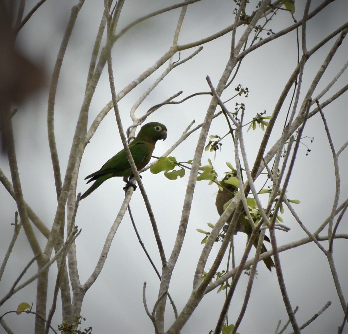 Olive-throated Parakeet - ML232751431