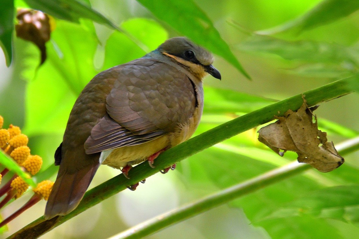 White-eared Brown-Dove (Buff-eared) - ML232751591