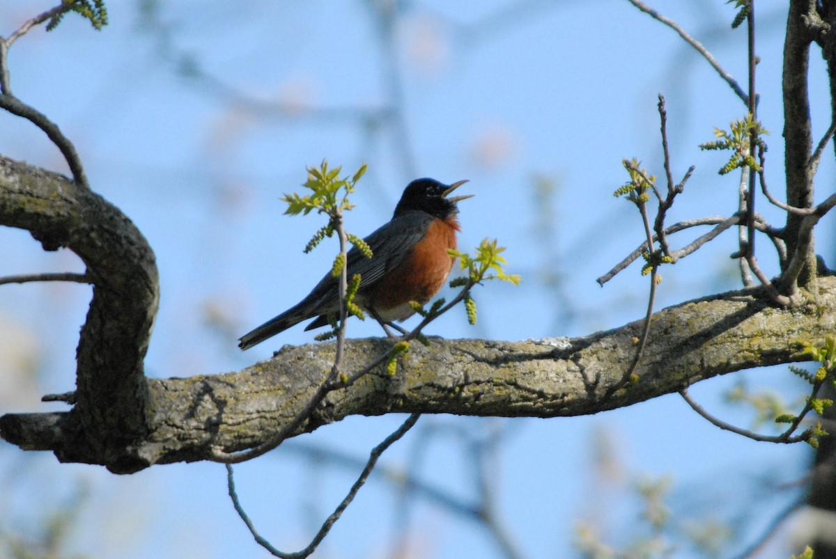 American Robin - ML232752931