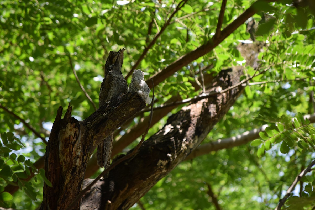 Common Potoo - Benjamin Navas