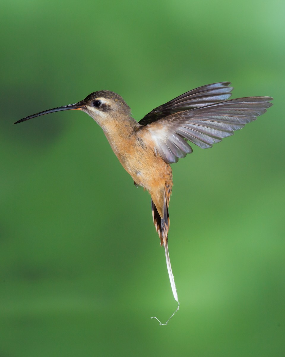 Koepckeschattenkolibri - ML232753191