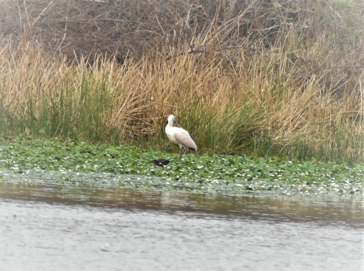 Roseate Spoonbill - Fausto Chi