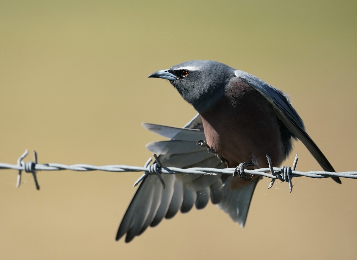 White-browed Woodswallow - Tony Ashton