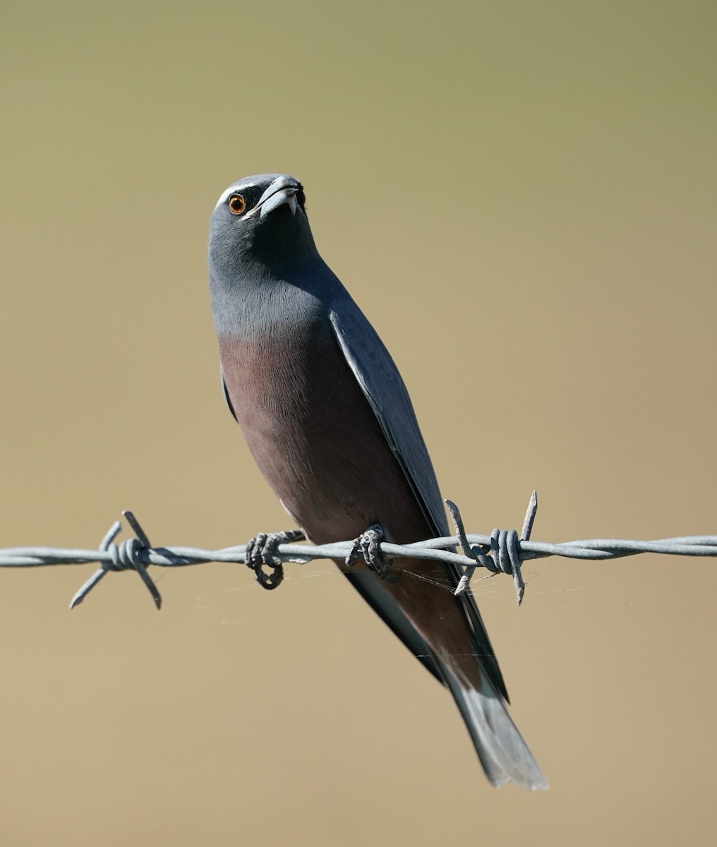 White-browed Woodswallow - Tony Ashton