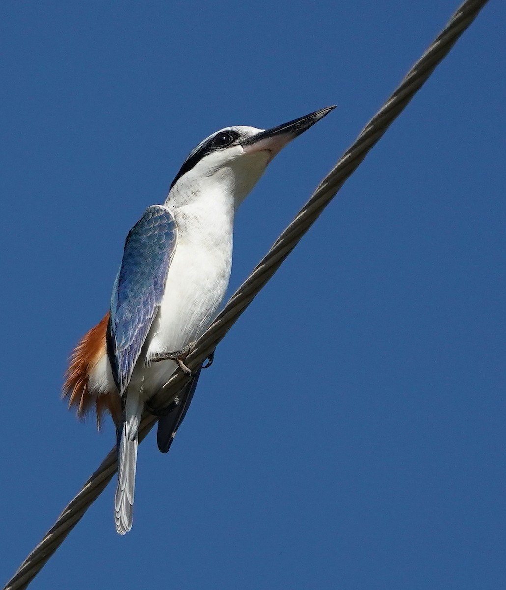 Red-backed Kingfisher - Tony Ashton