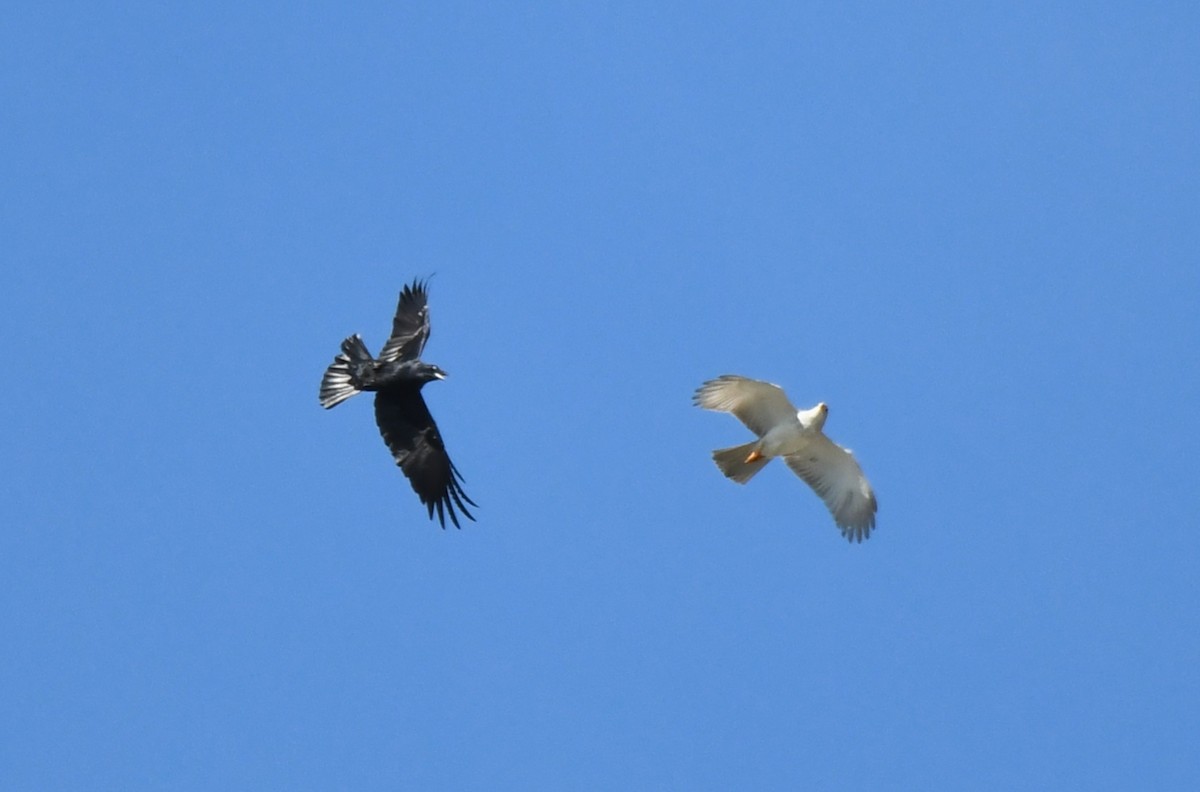 Gray Goshawk - ML232755641