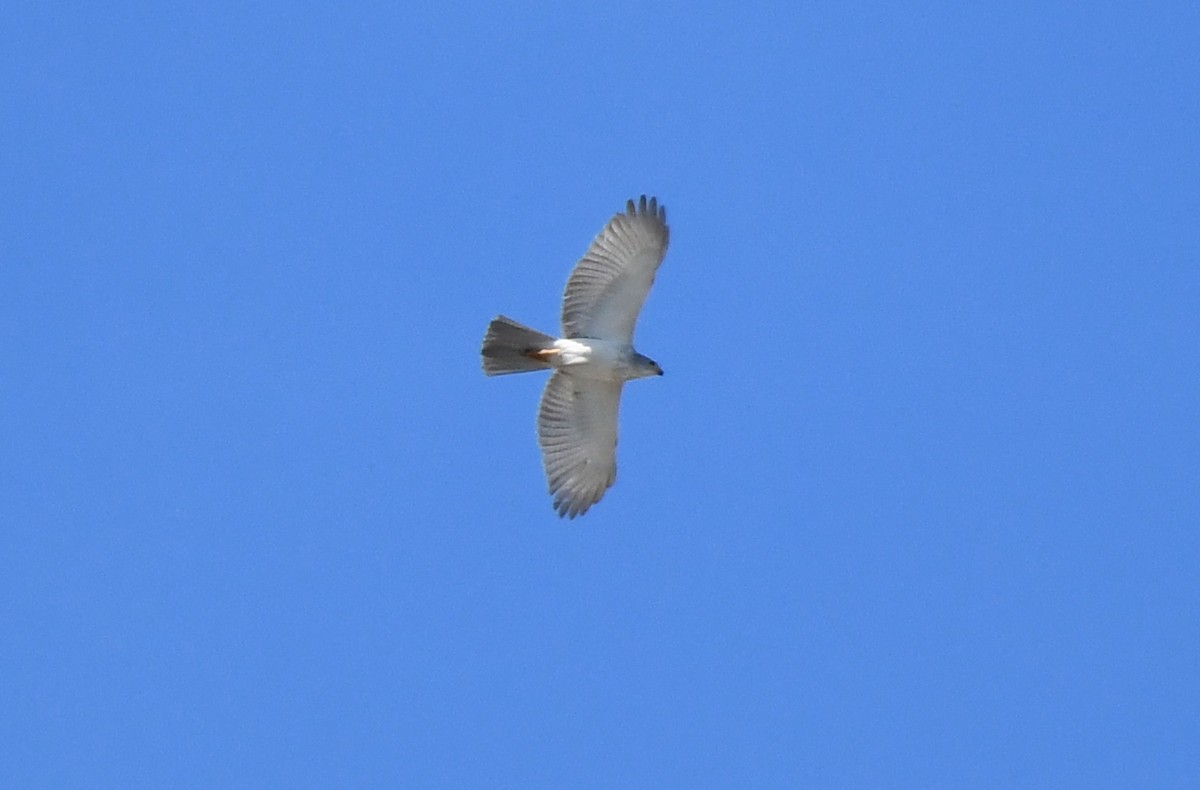 Gray Goshawk - ML232755721