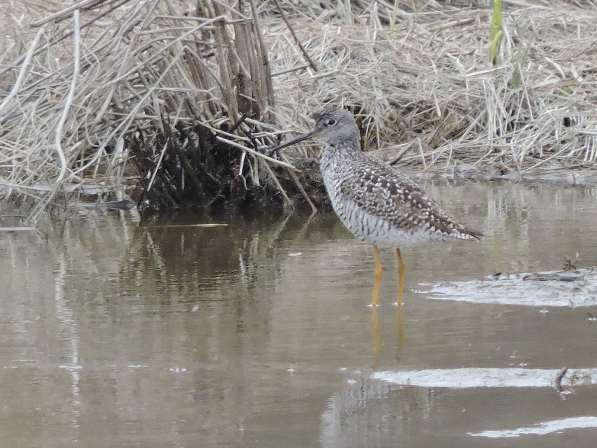 Lesser Yellowlegs - ML232756451