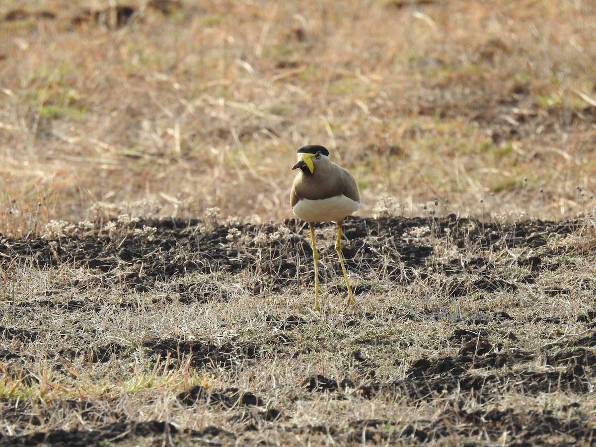 Yellow-wattled Lapwing - ML232757361