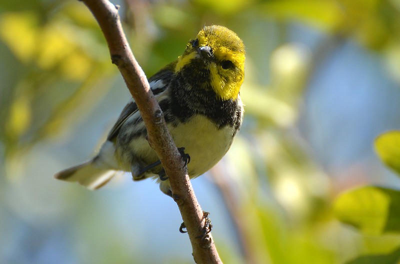 Black-throated Green Warbler - Kevin Lapp