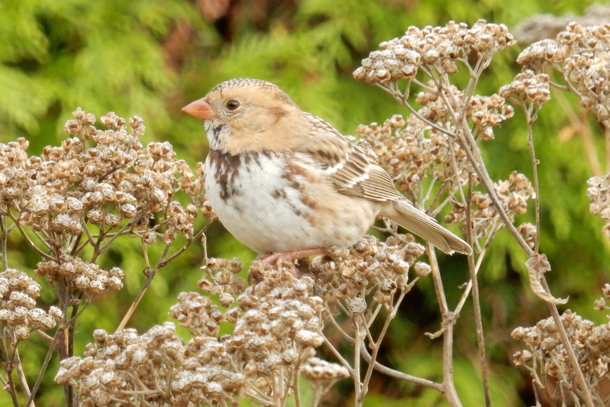 Harris's Sparrow - Ann Haverstock