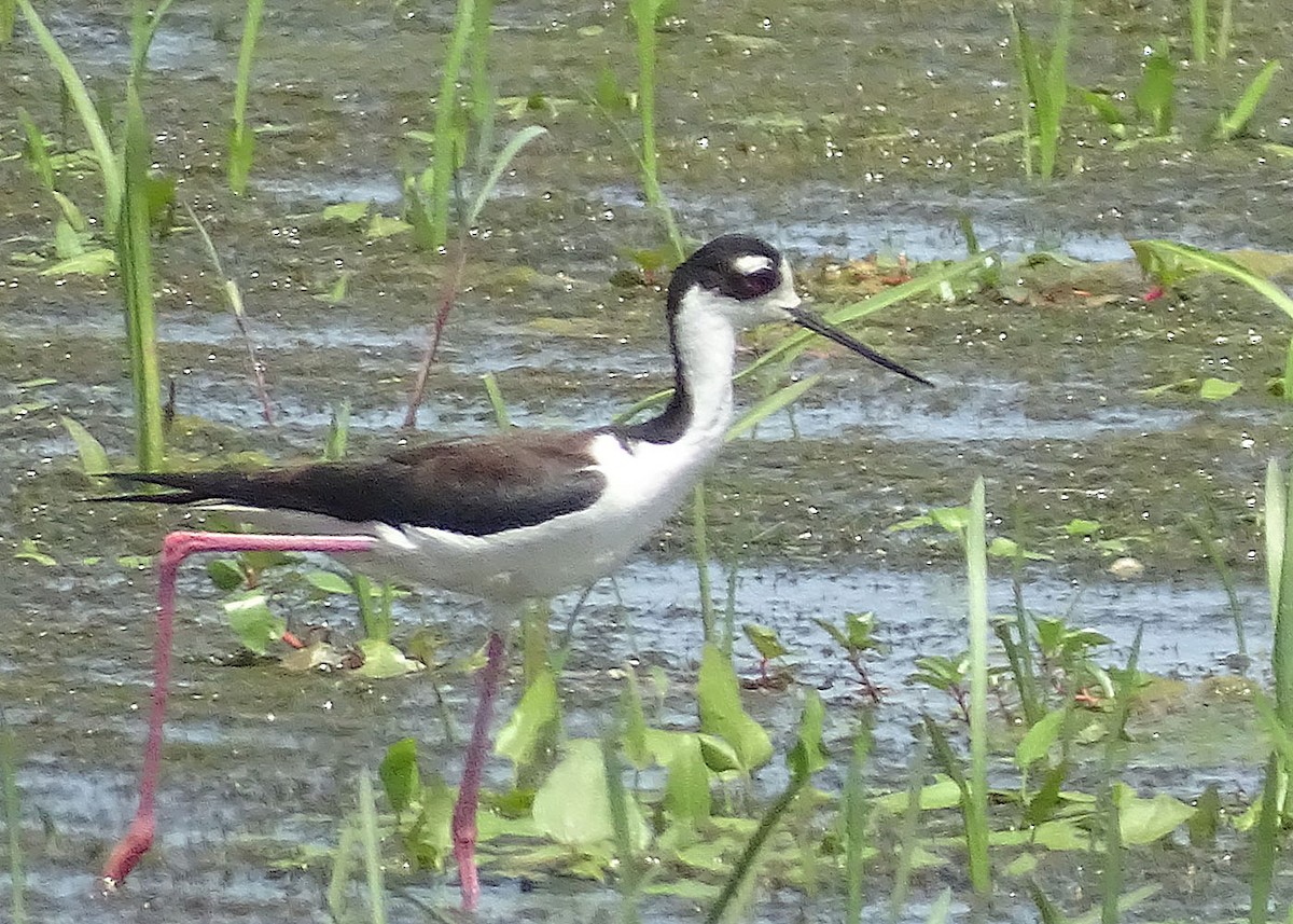 Black-necked Stilt - Glenda Keilstrup