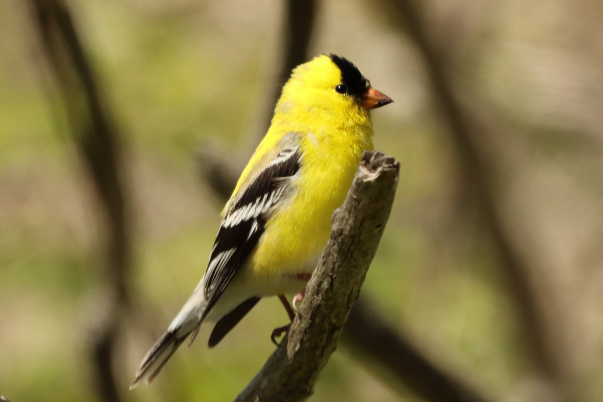 American Goldfinch - David Fang