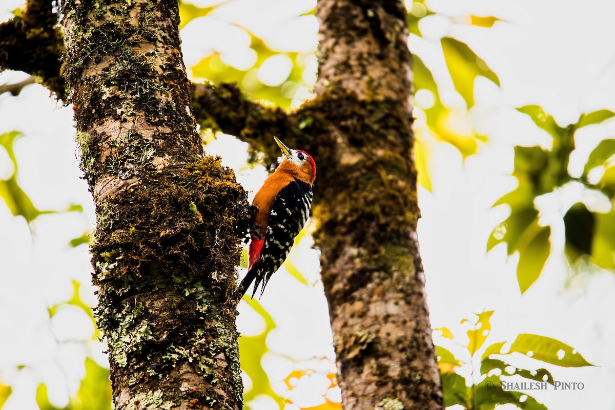 Rufous-bellied Woodpecker - Shailesh Pinto