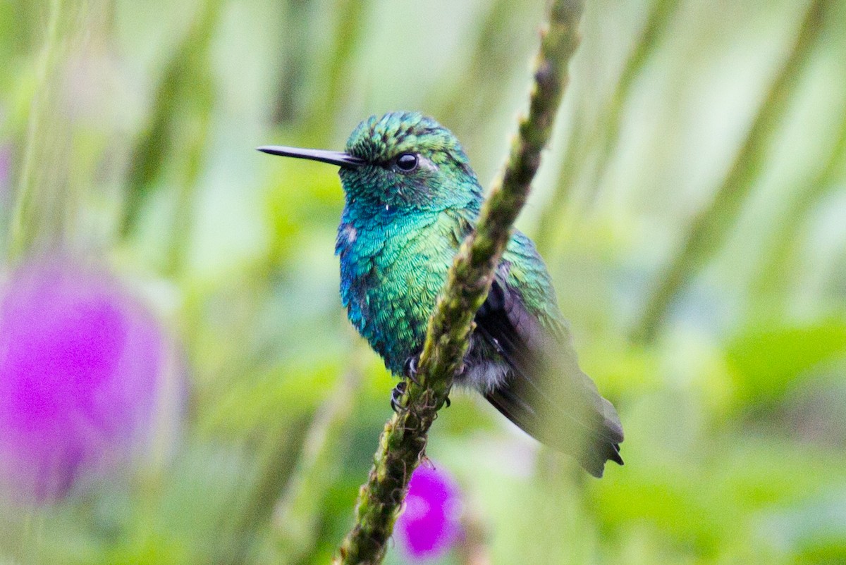 kolibřík modroocasý - ML232761151