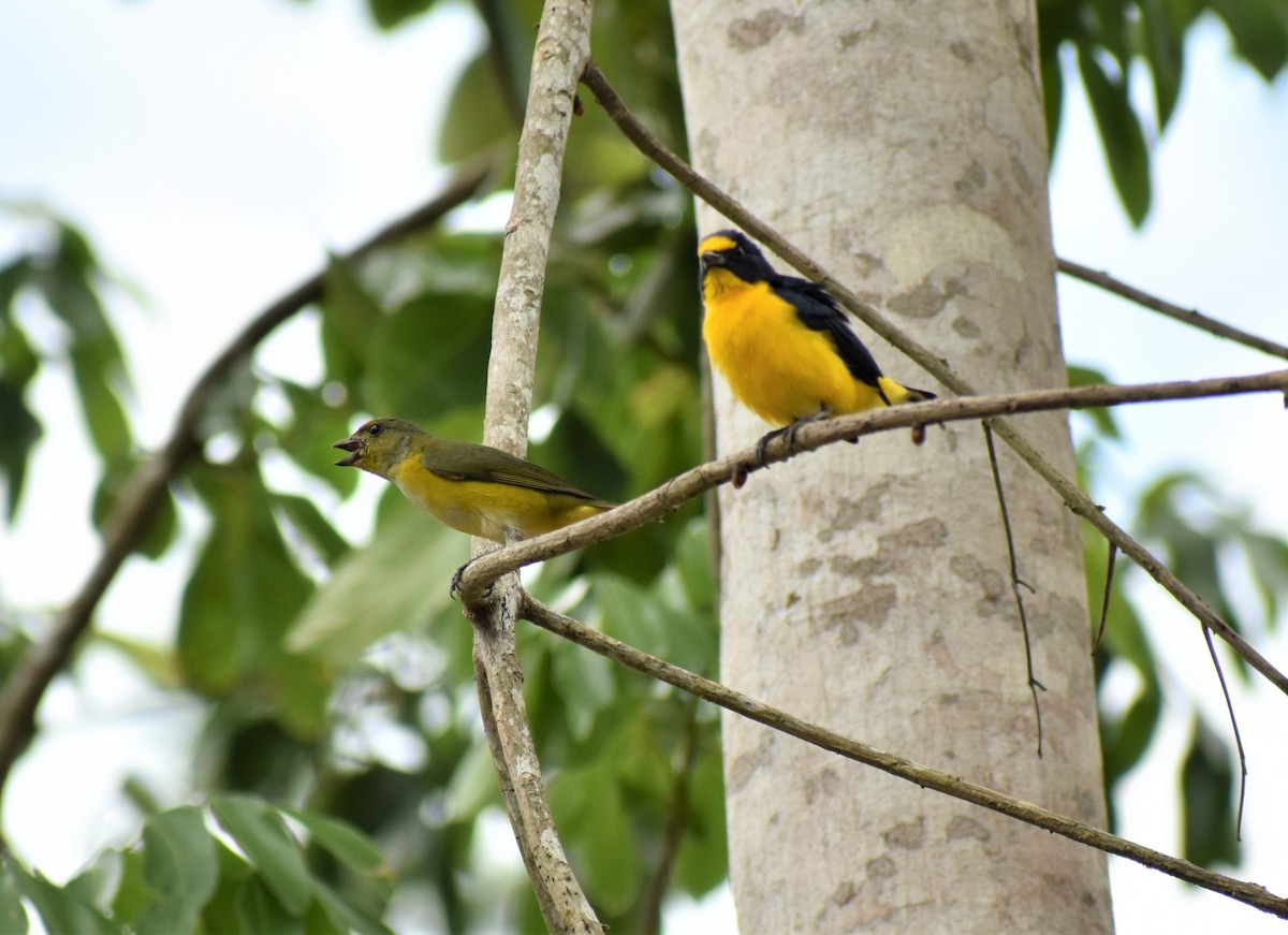 Yellow-throated Euphonia - ML232761411
