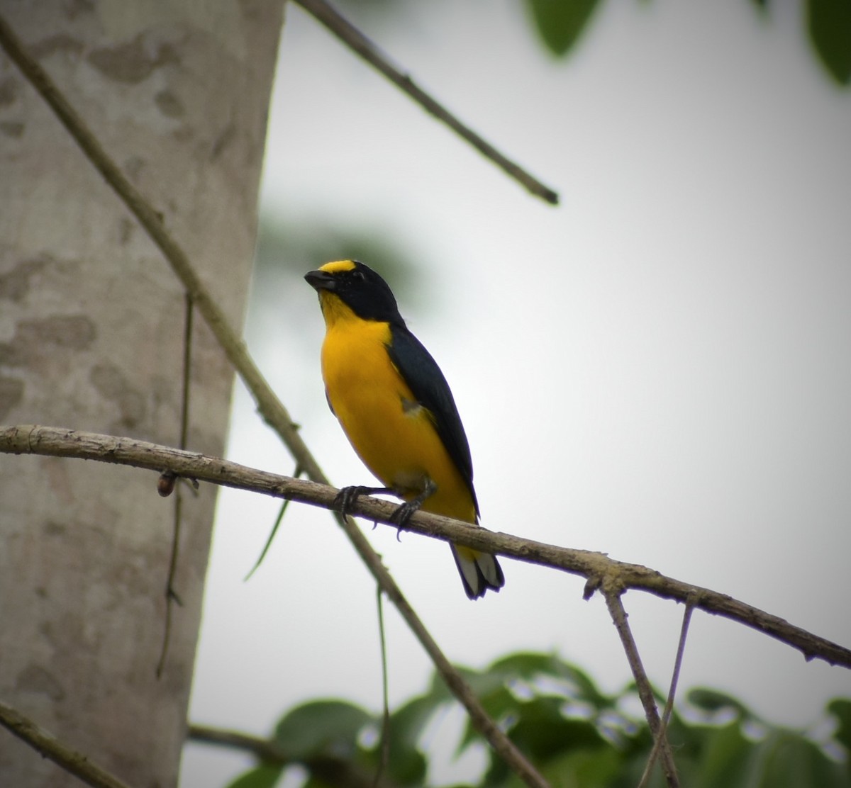 Yellow-throated Euphonia - ML232761721
