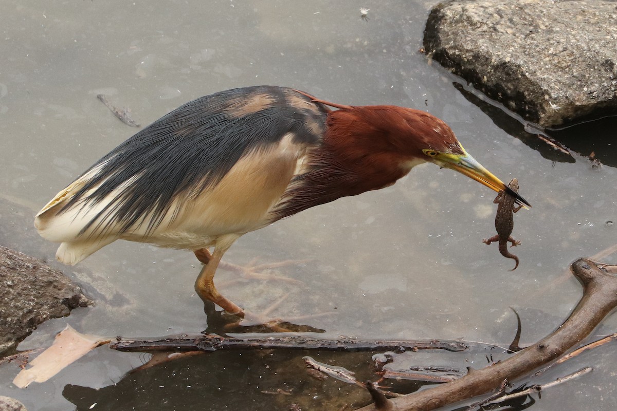 Chinese Pond-Heron - ML232763061