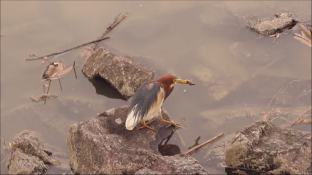 Chinese Pond-Heron - ML232763991