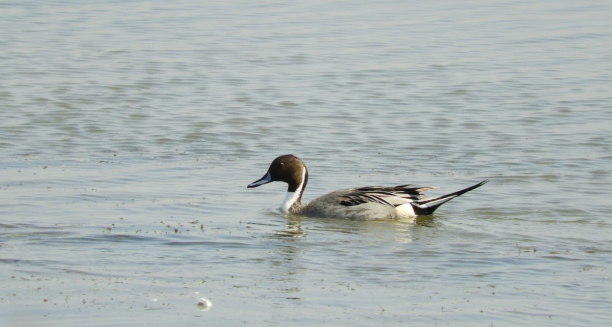 Northern Pintail - Hemanya Radadia