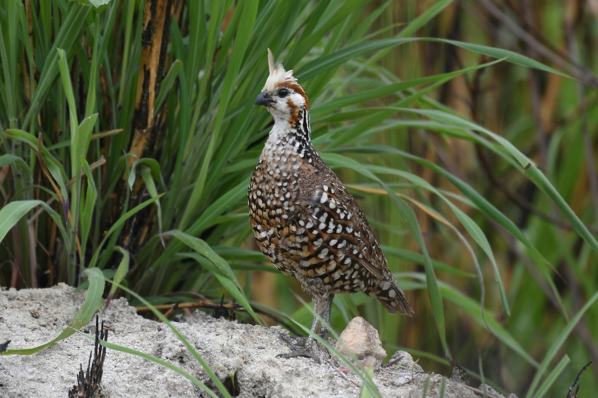 Crested Bobwhite - ML232769601