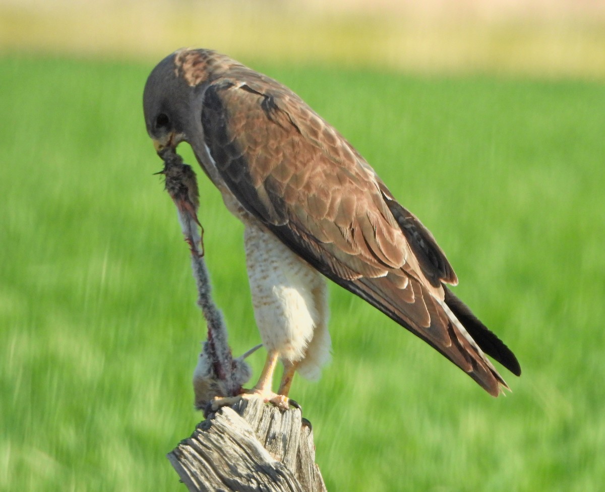 Swainson's Hawk - ML232770091