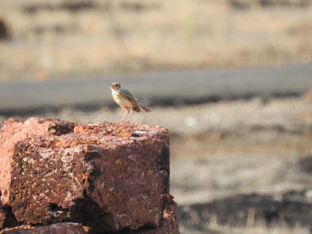 Paddyfield Pipit - ML232770581