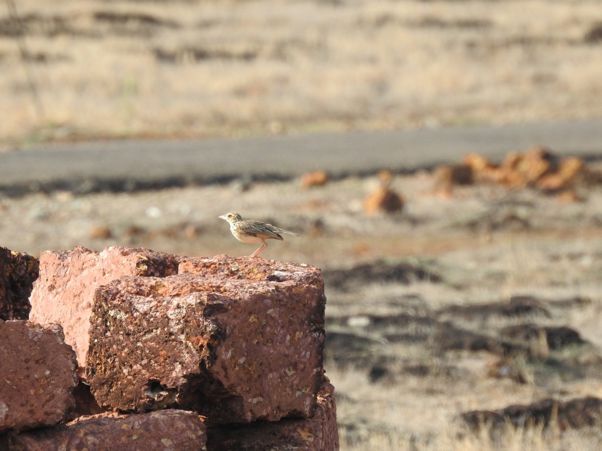 Paddyfield Pipit - Raju Kidoor