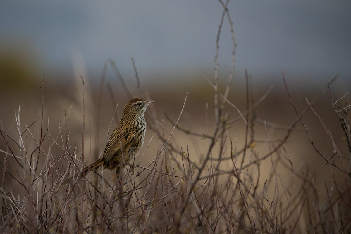 New Zealand Fernbird - ML232771161