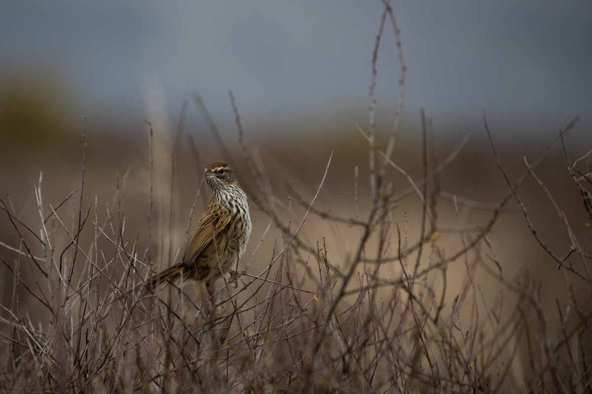 New Zealand Fernbird - ML232771241