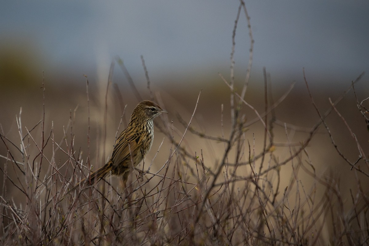 New Zealand Fernbird - ML232771361