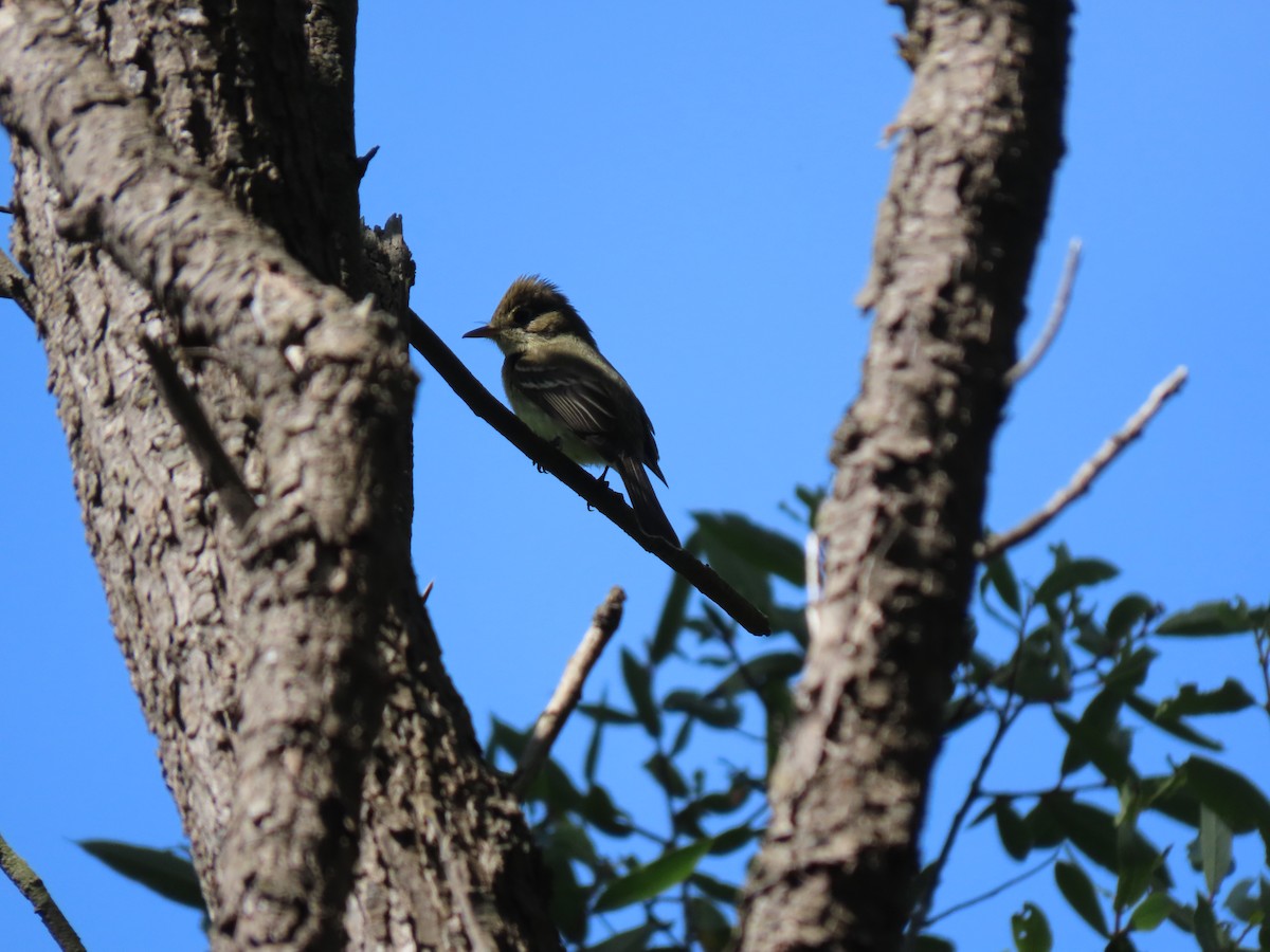 Western Flycatcher (Pacific-slope) - ML232772281