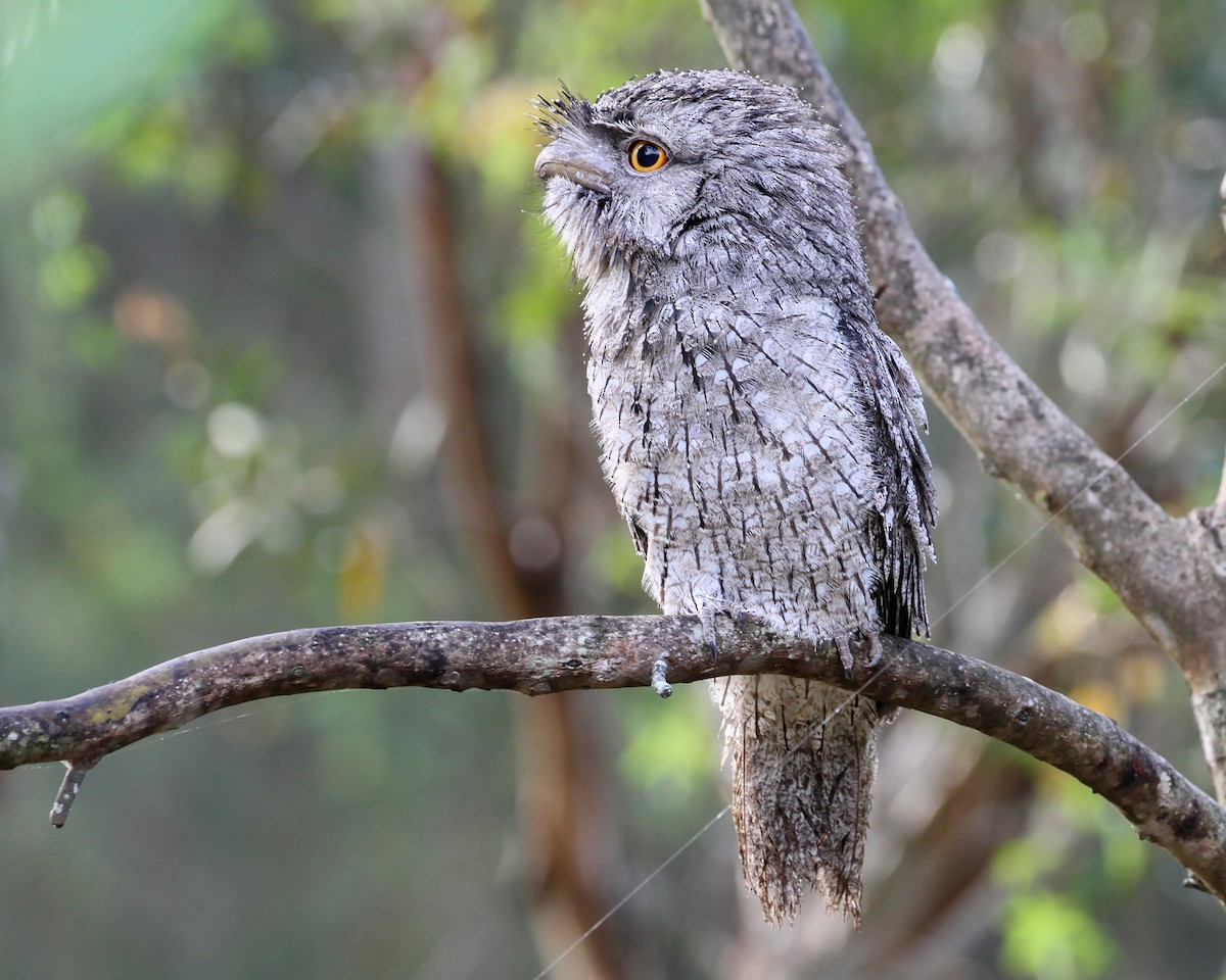 Tawny Frogmouth - ML232773061