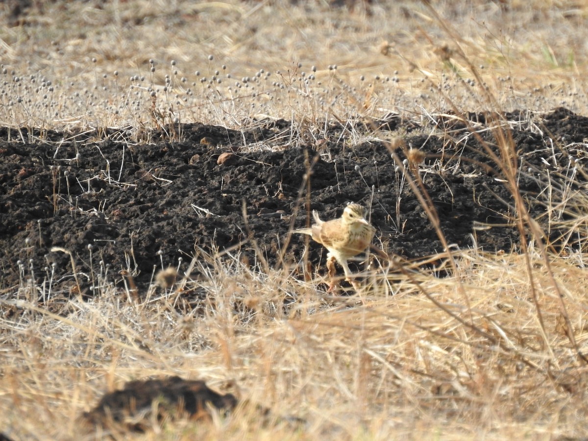 Paddyfield Pipit - ML232776551