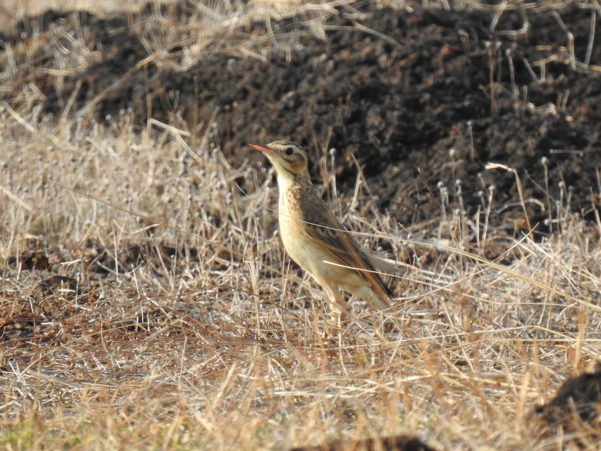 Paddyfield Pipit - ML232777181